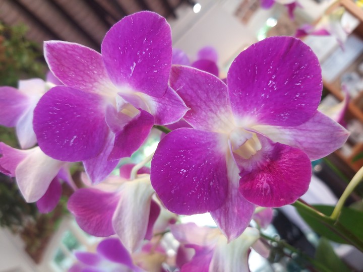 orchids