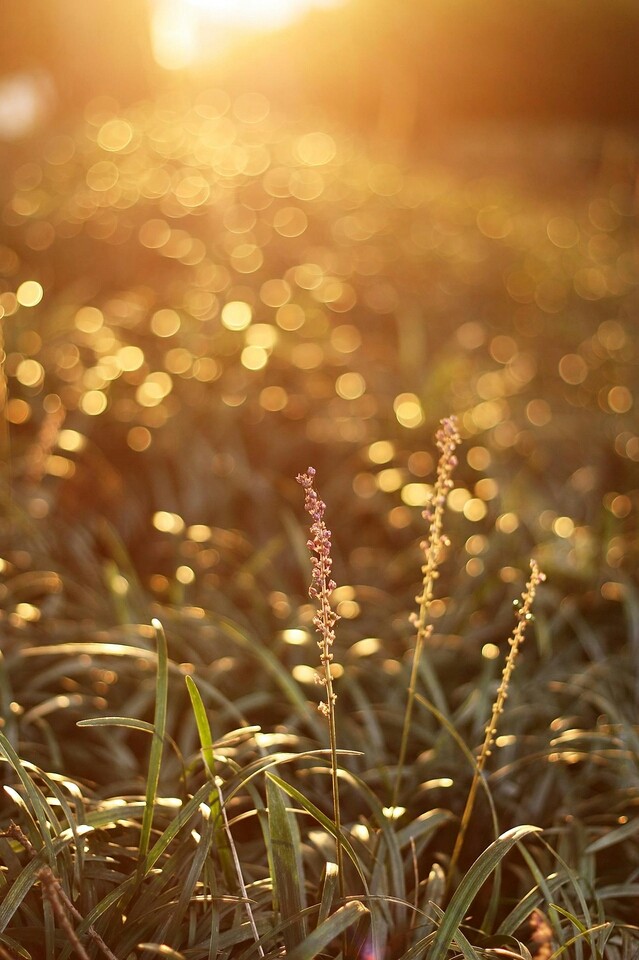 Sunset flowers