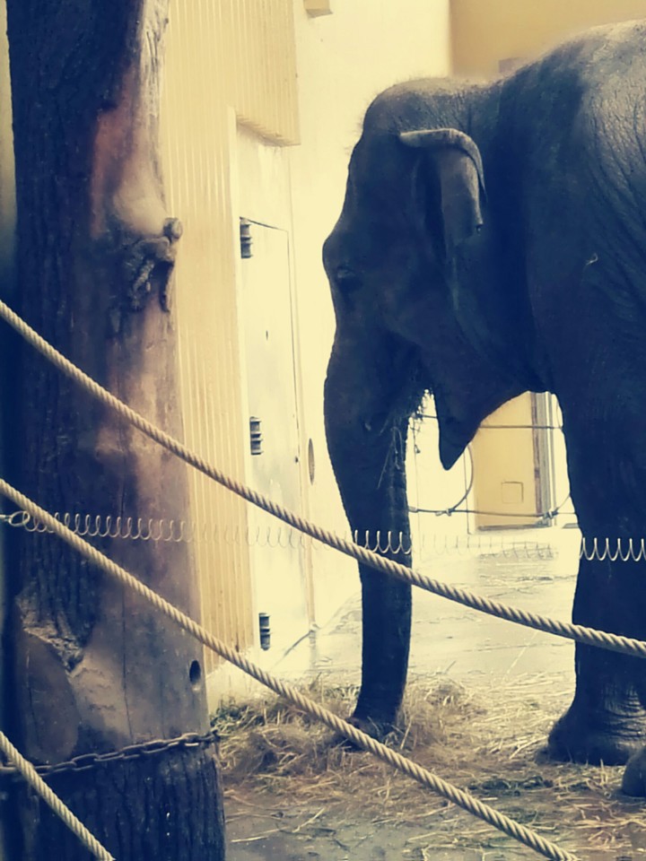 wild animals