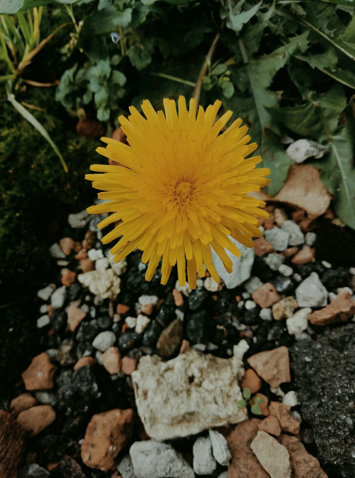 flowers ✨
