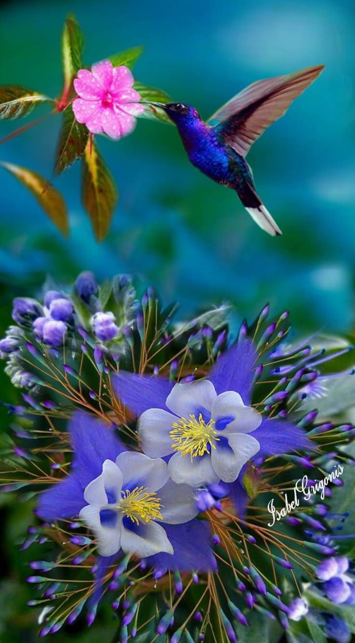Blue & pink flowers &bird