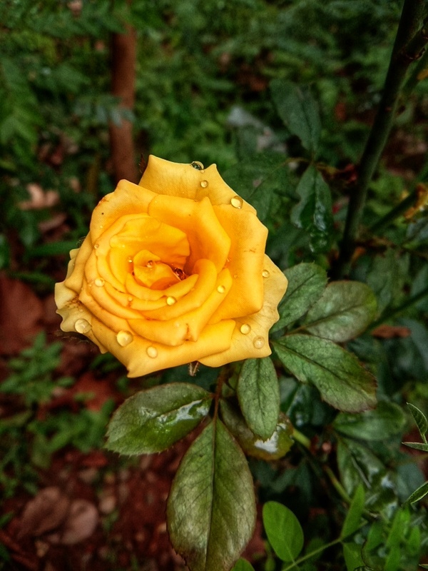 lovely yellow