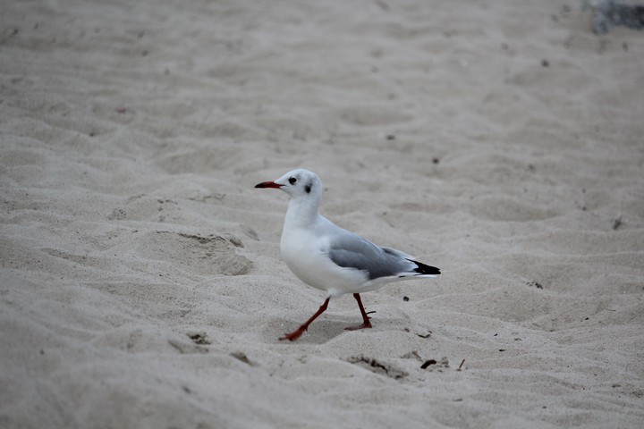 bird