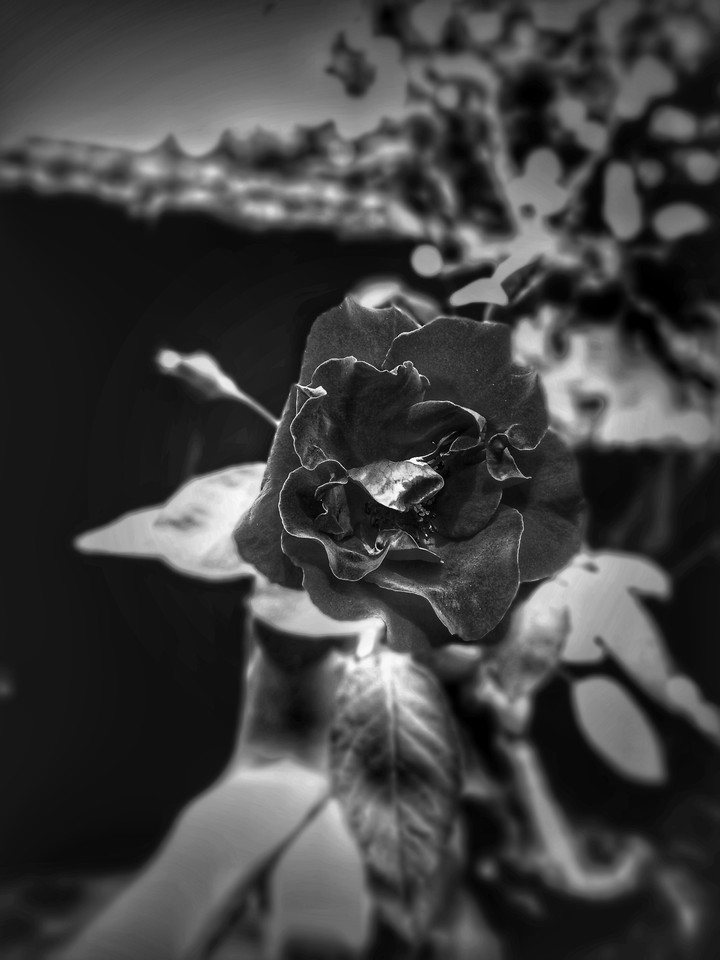 Black flower