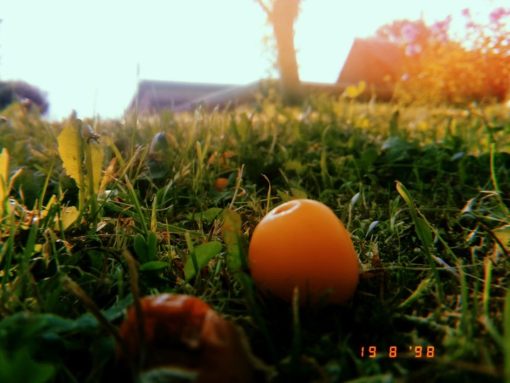 plums