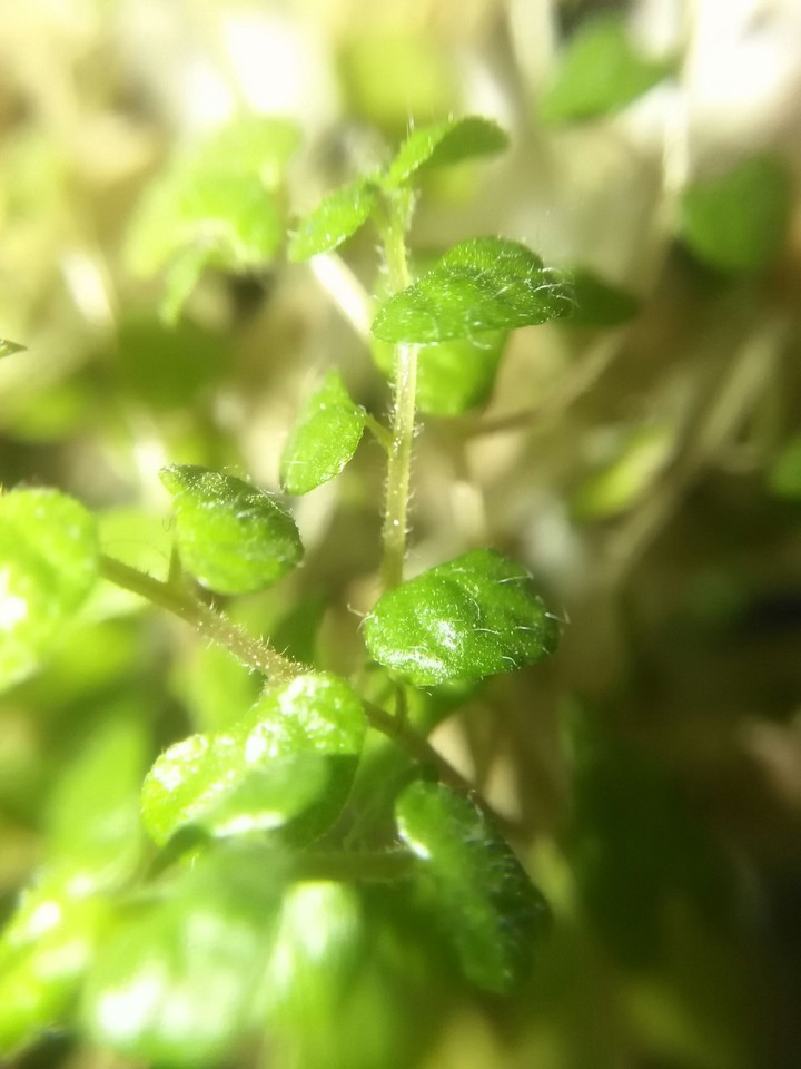 lagrima de bebe