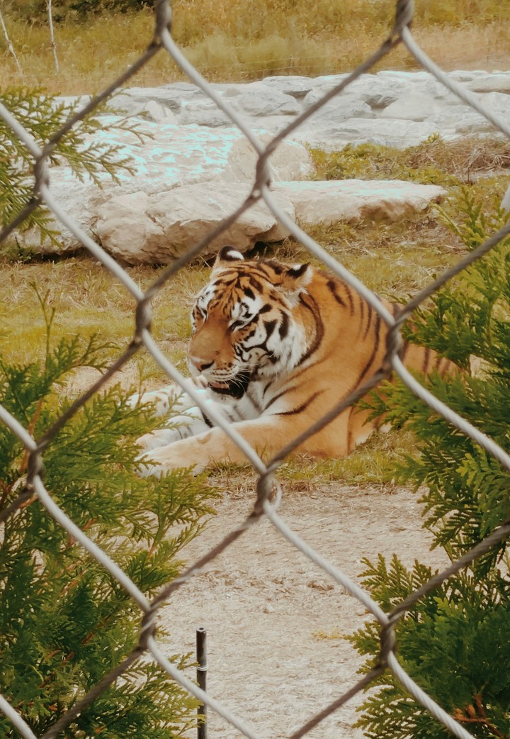 호랑이