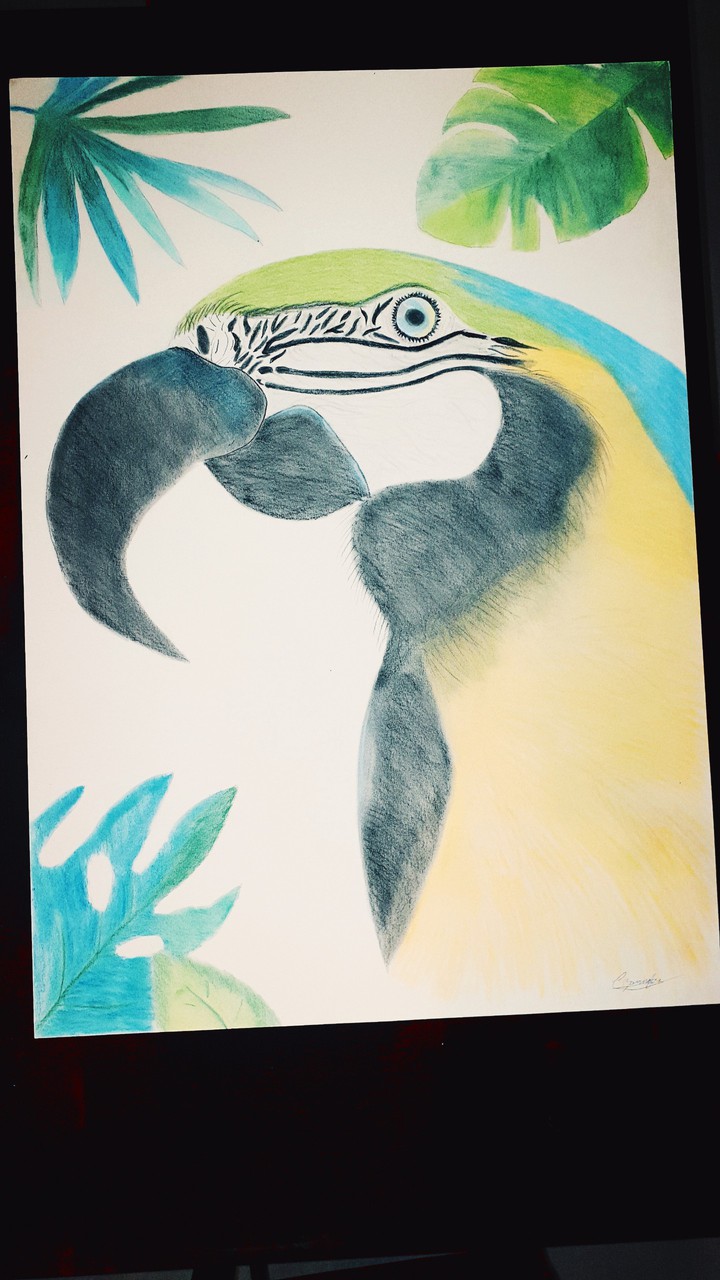 ara tropical