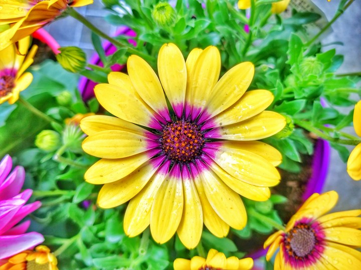 bloom