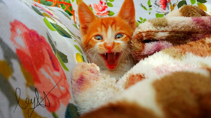 cats