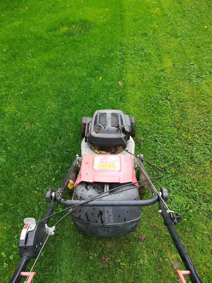 Grass