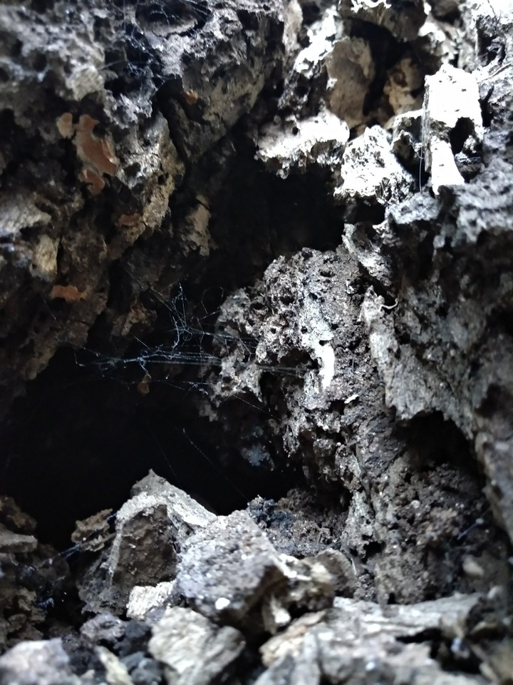 #wood # cave