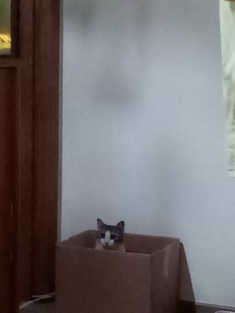 cat, wood háttérképek