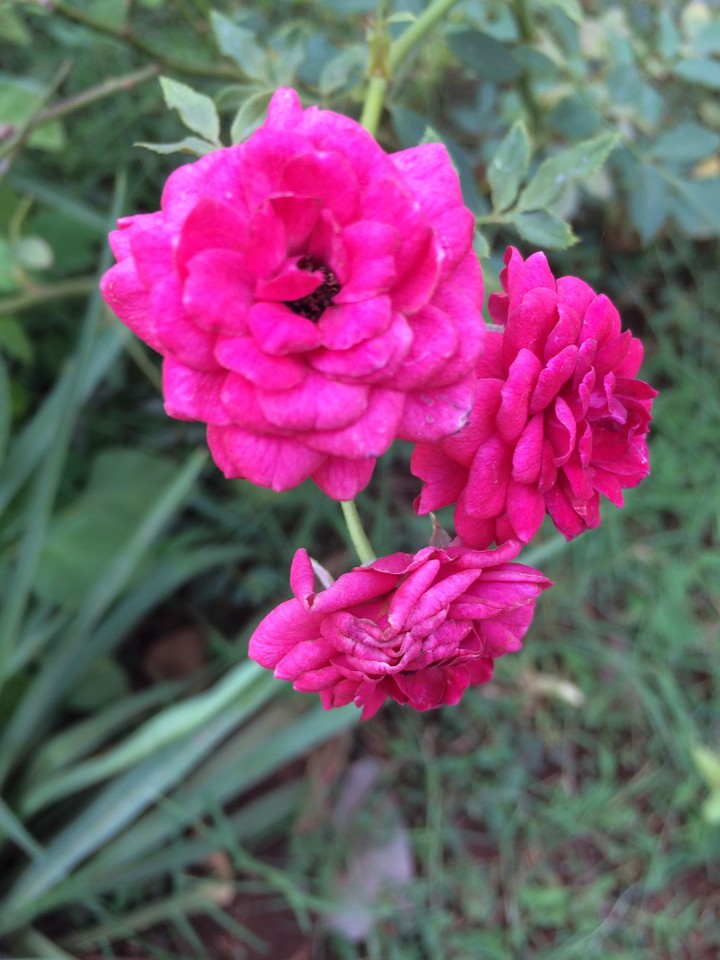 red rose