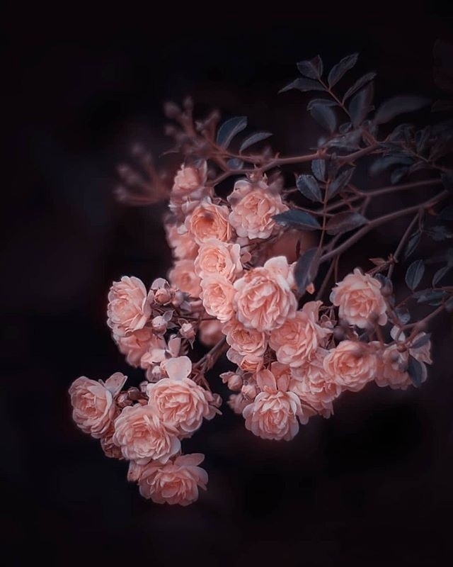 rose