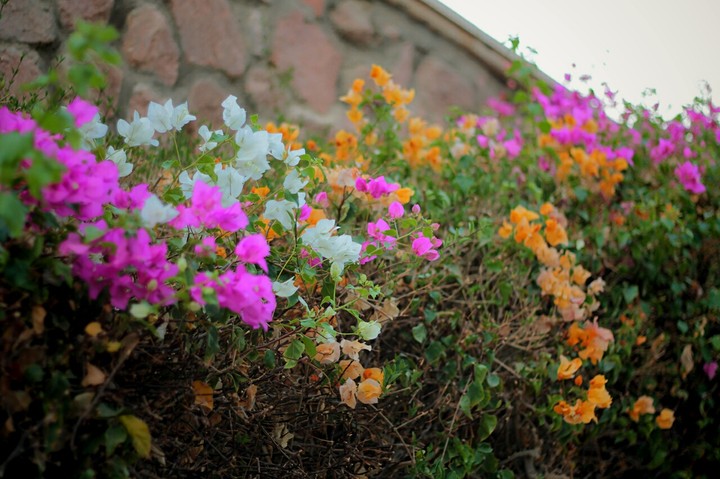 flowers