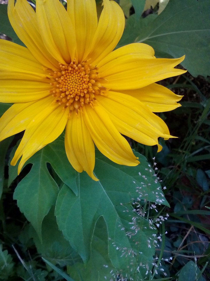 yellow flower blossoms