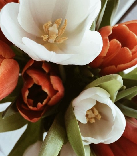 sfondi flower, petal