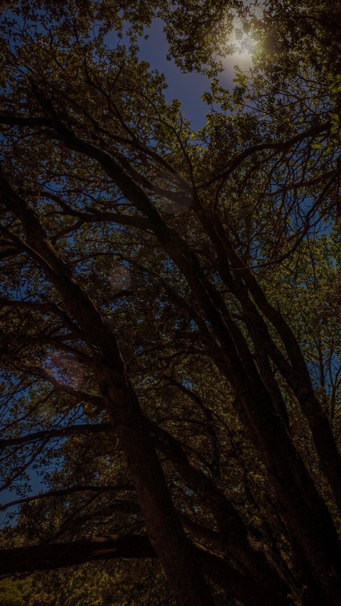 woods perspective