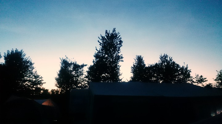 trees before sunset