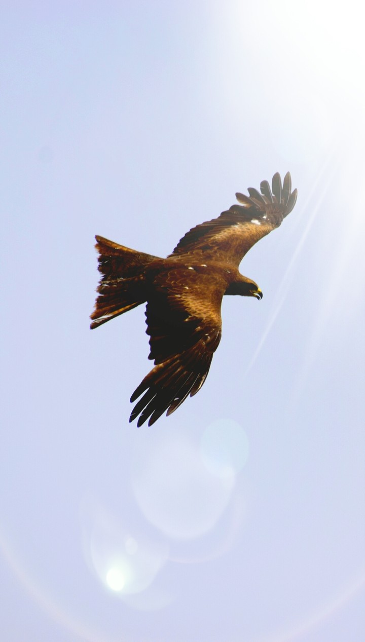 Eagle