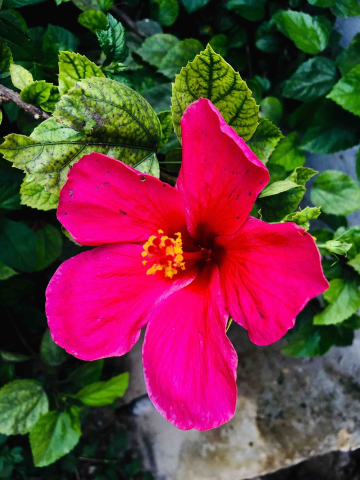 china rose