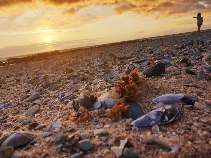 Beach Shells