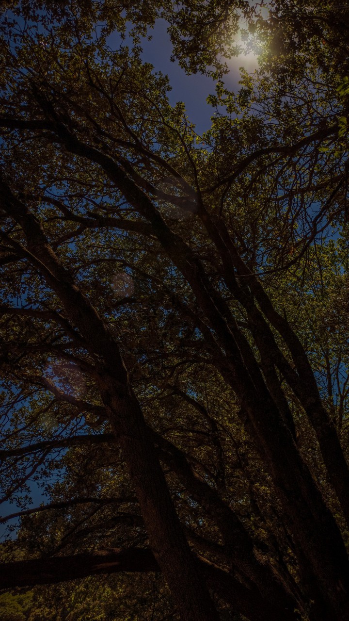 woods perspective