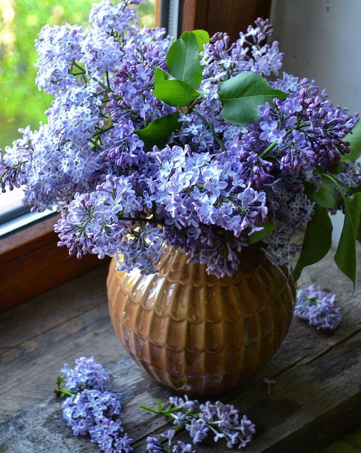 lilacs