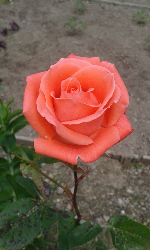 Pink Rose