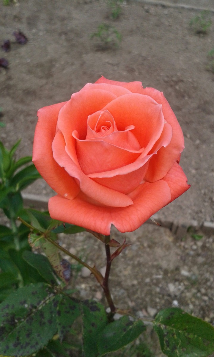 Pink Rose