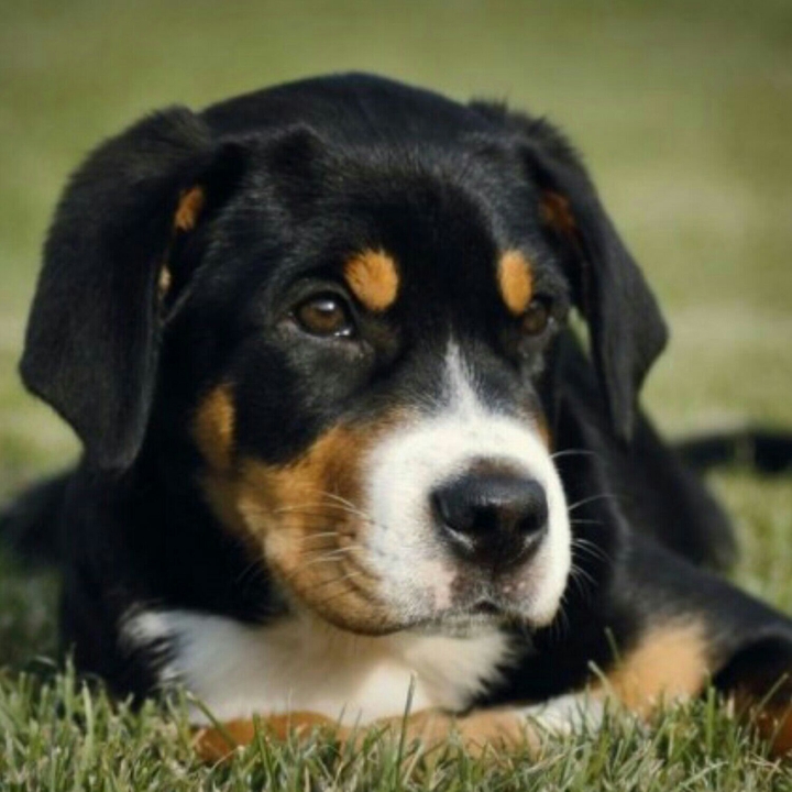 The Dog