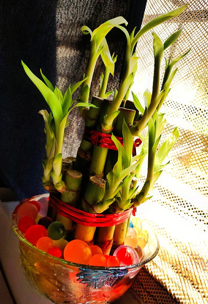 Lucky  Bamboo