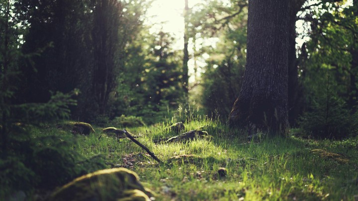 4k silent nature