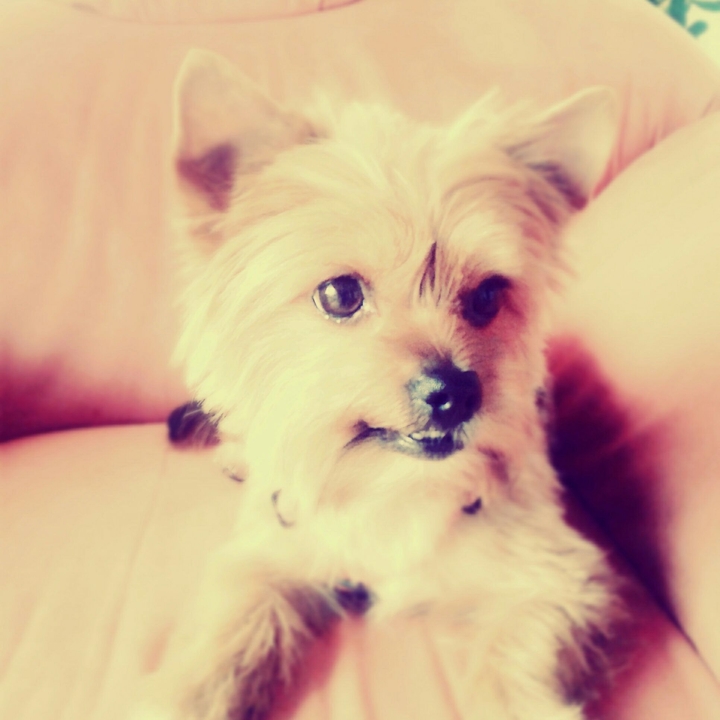 Sweet dog