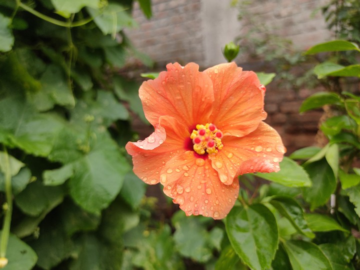 orange