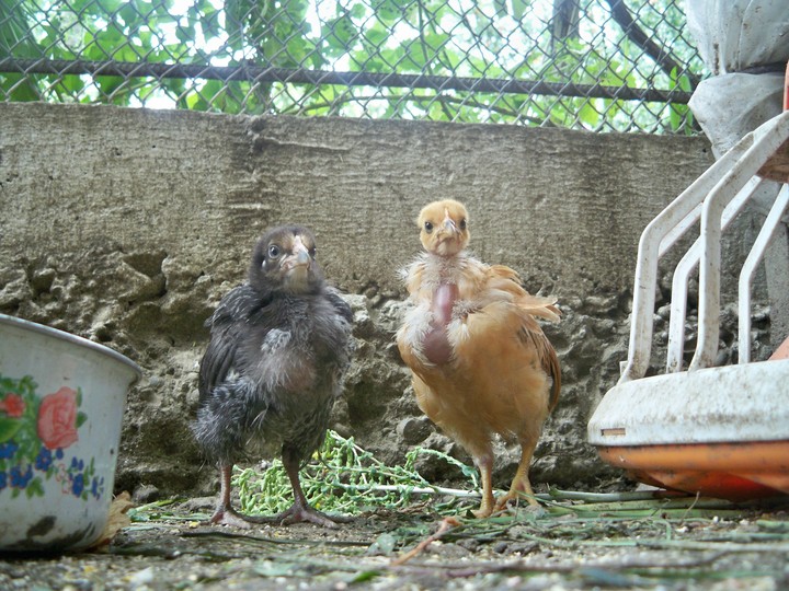 bird