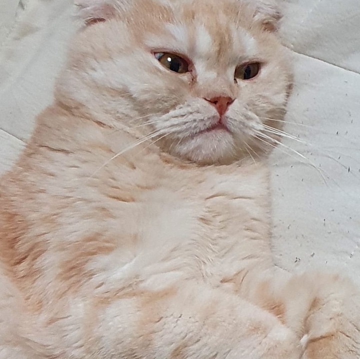 보리는 졸리다