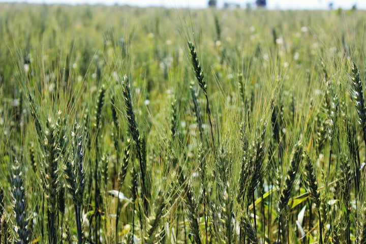 Wheat/Пшеница