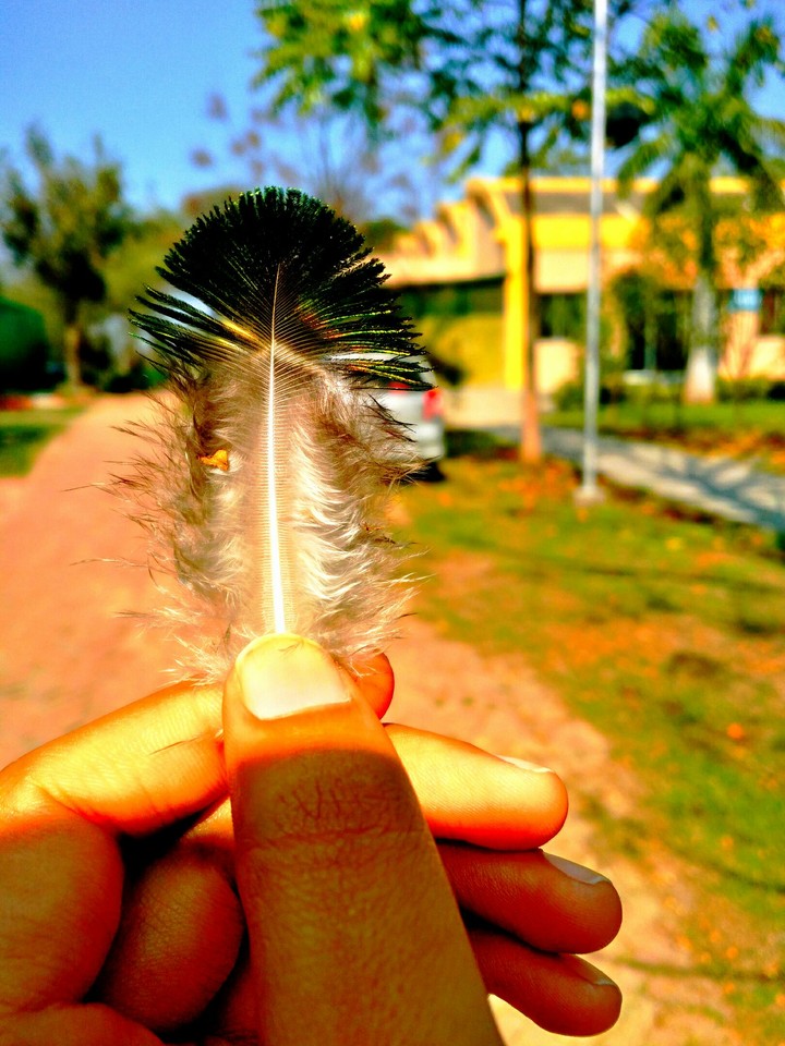 Feather