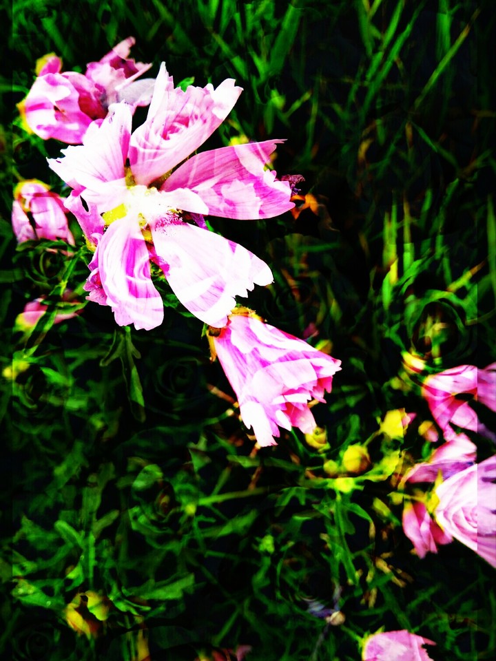 Wild flower