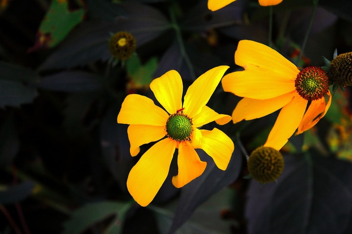 Like sunflower