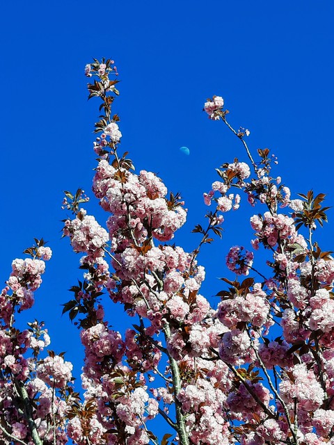 Bloom and Moon