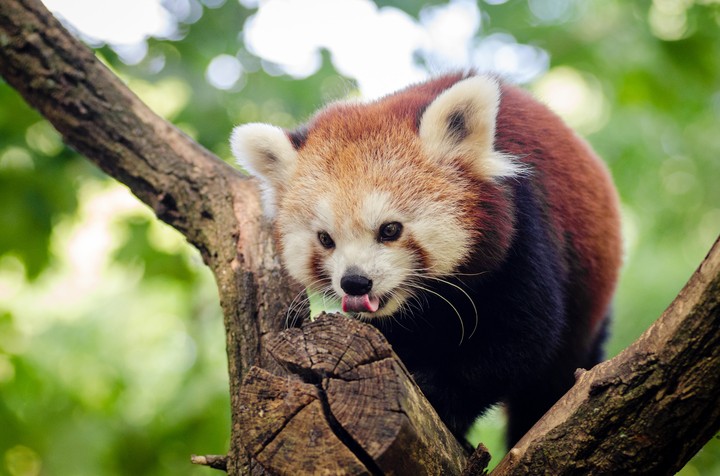 Red panda