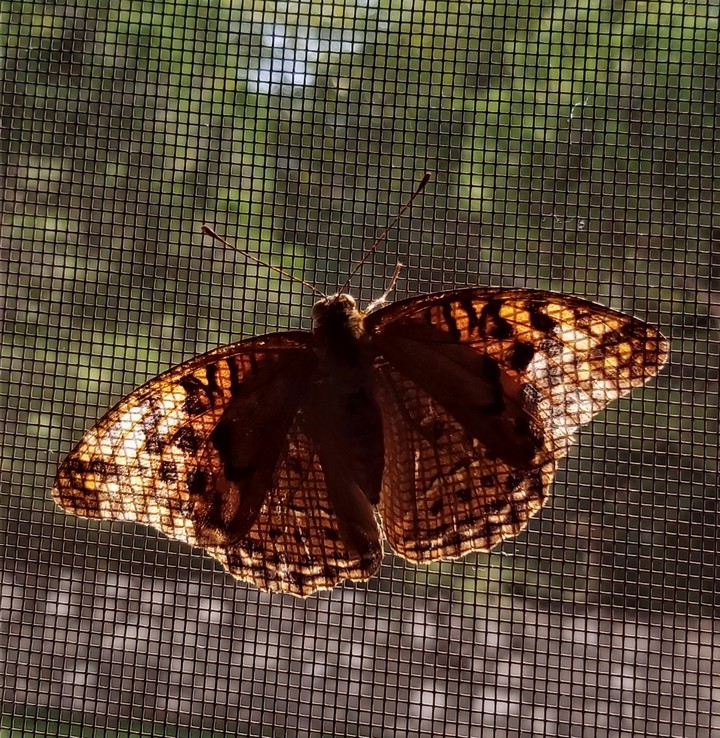 butterfly