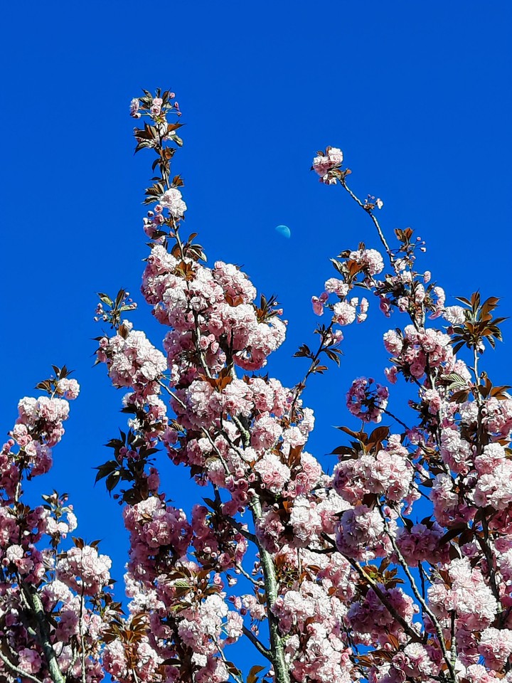 Bloom and Moon