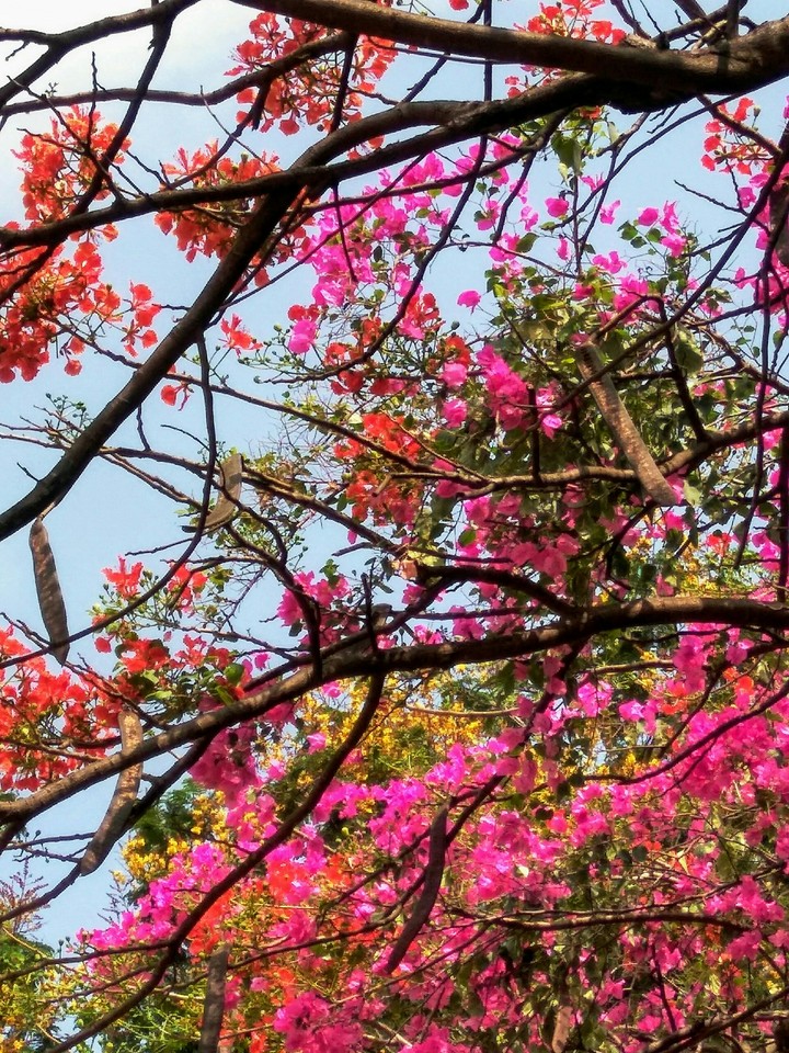 color extravaganza