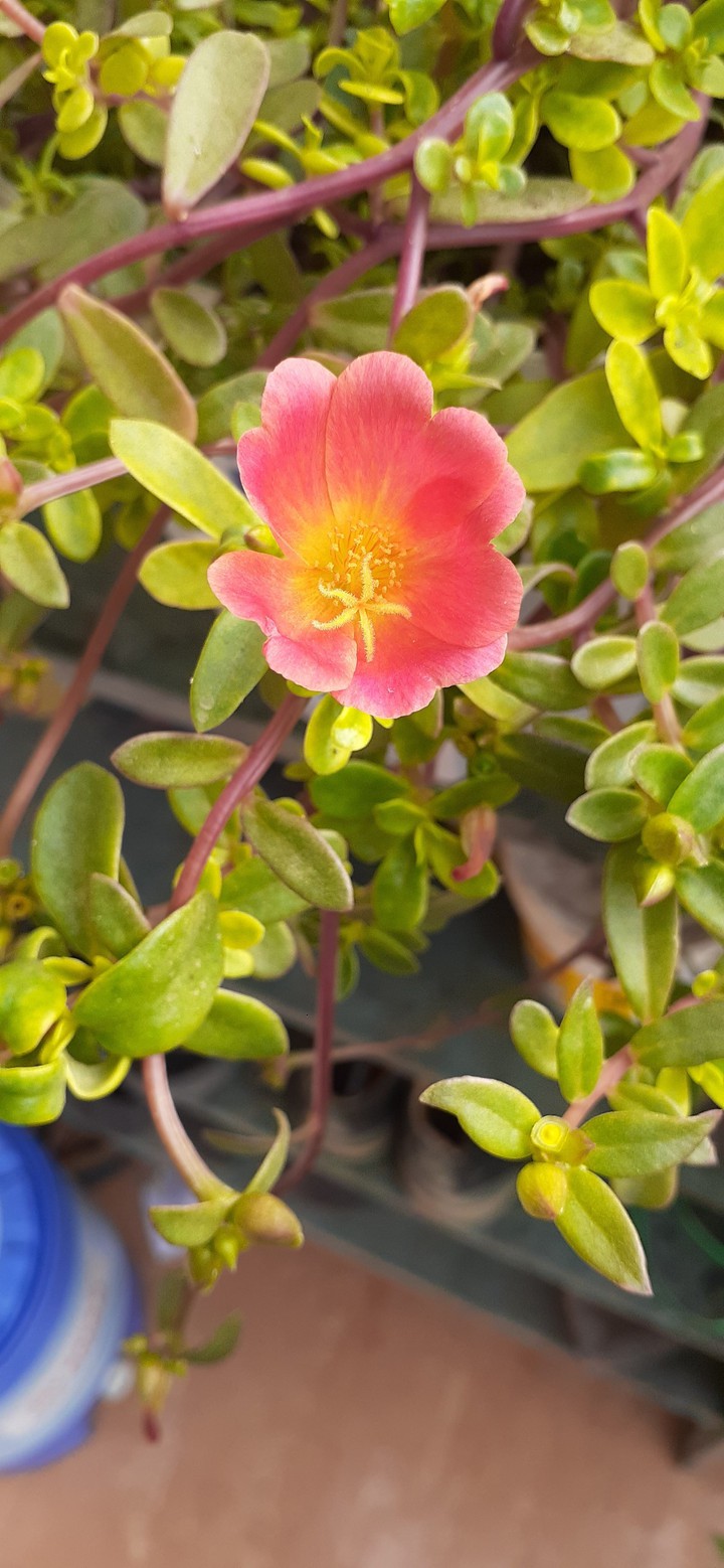 rose