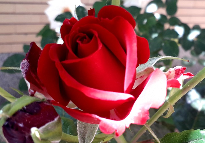 red rose