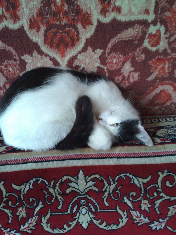 Мой кот самый смешной
